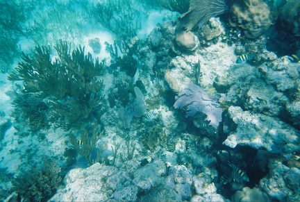 Bacalar Chico Coral3